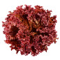 SALADE LOLLO ROUGE 9PCS